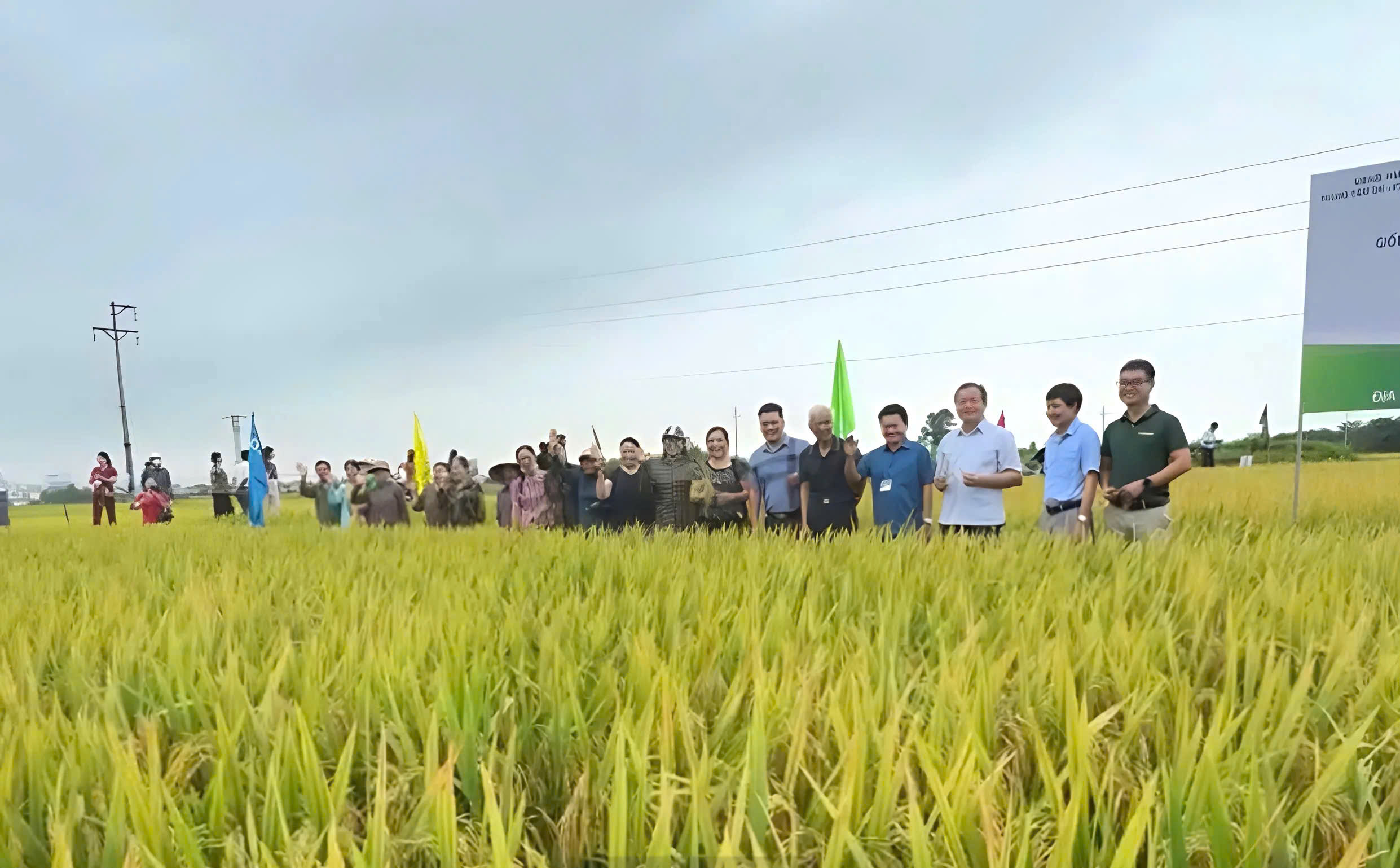 Hiệp Hòa: Mô hình sản xuất giống lúa Dự Hương 8 và VNR88 đạt hiệu quả kinh tế cao